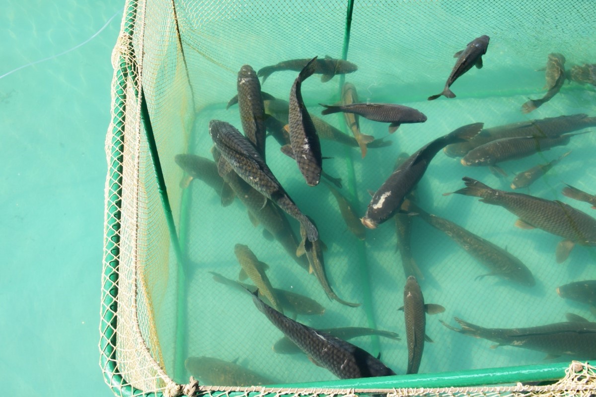 Aquaculture