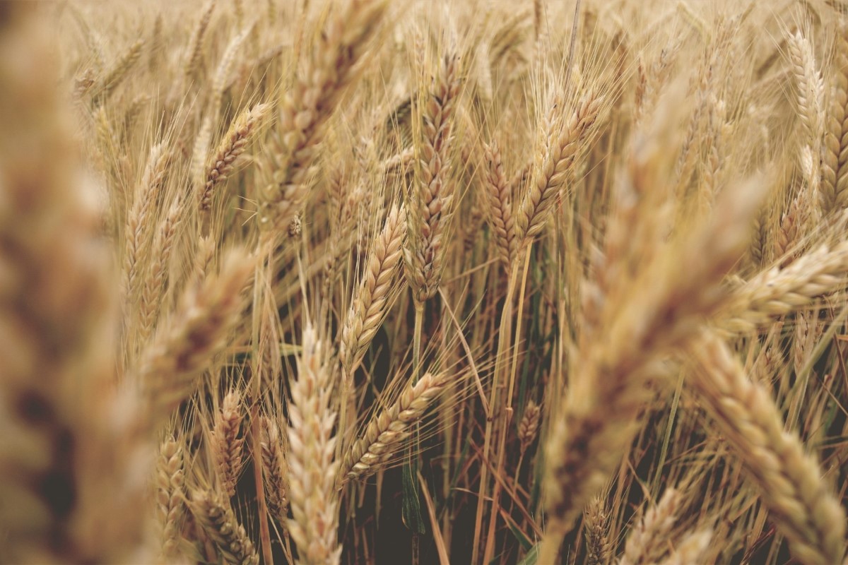 Grains